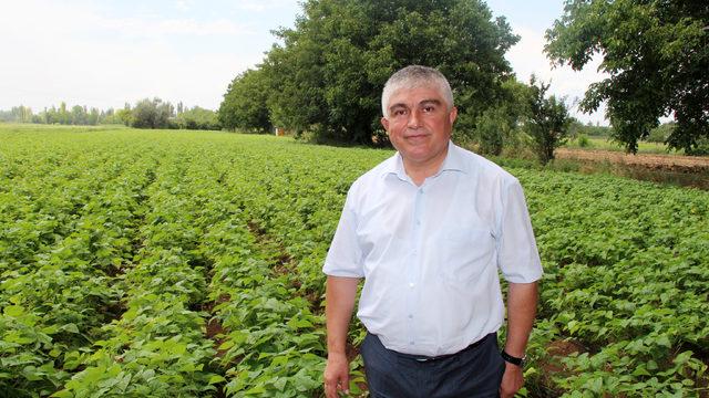 Fiyatlar, fasulye üreticisinin yüzünü güldürdü