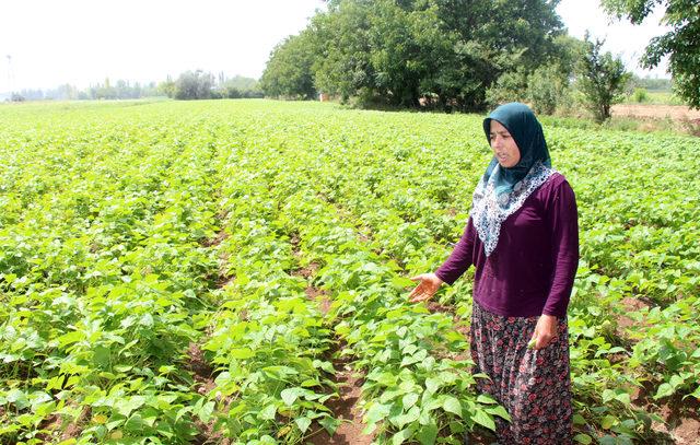 Fiyatlar, fasulye üreticisinin yüzünü güldürdü