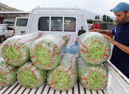 Fiyatlar, fasulye üreticisinin yüzünü güldürdü