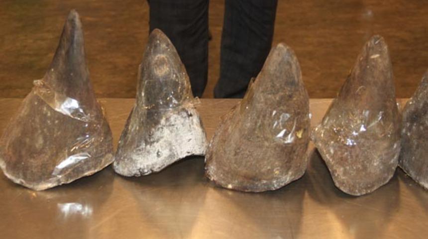 Atatürk Havalimanı'nda şüpheli bagajdan  12 milyon TL  değerinde gergedan boynuzu çıktı!