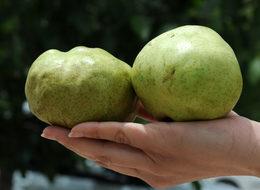 6 yöresel ürün daha coğrafi işaret aldı