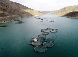 Van'da baraj gölünde Avrupa standartlarında alabalık üretimi