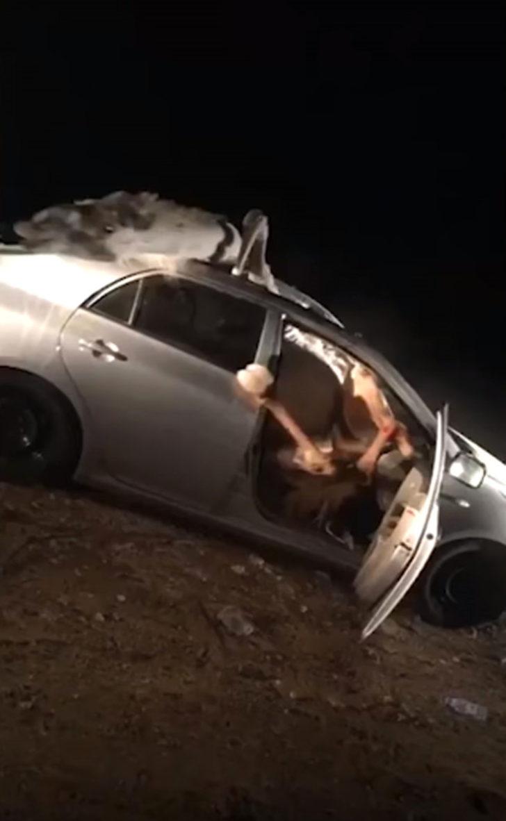 Araba kazası şoke etti! Deve içeri nasıl girdi? G1