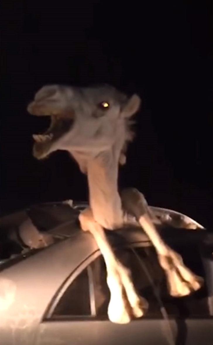 Araba kazası şoke etti! Deve içeri nasıl girdi? G5