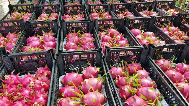 Katar a pitaya ihracı 1