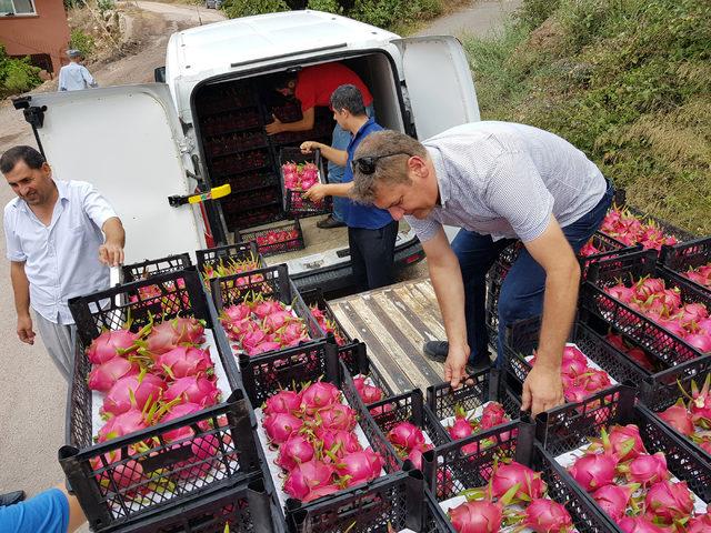Katar a pitaya ihracı 2