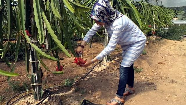 Katar a pitaya ihracı 3