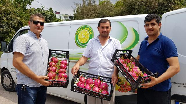 Katar'a pitaya ihracı