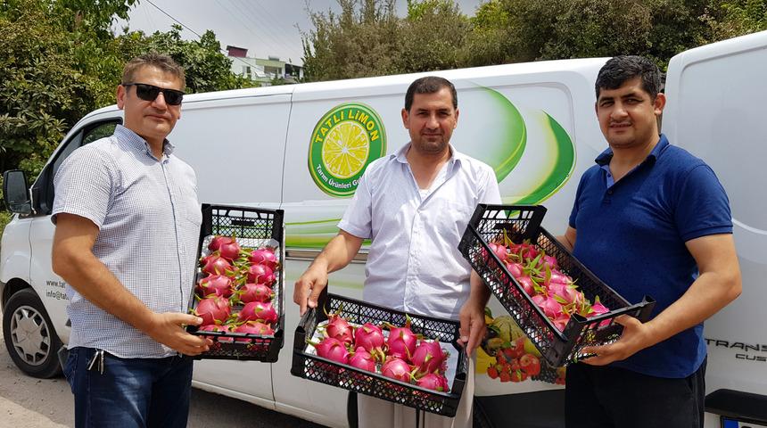 Katar'a pitaya ihracı