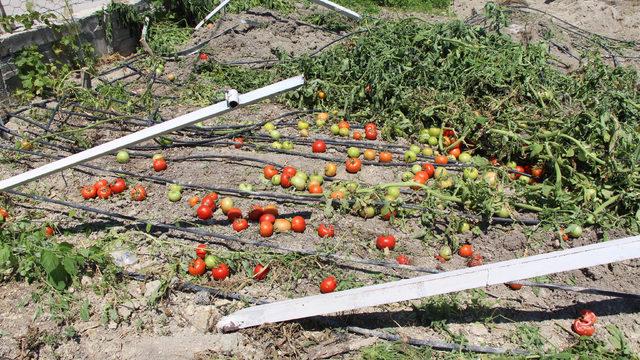 Kaçak sera iş makineleriyle yıkıldı