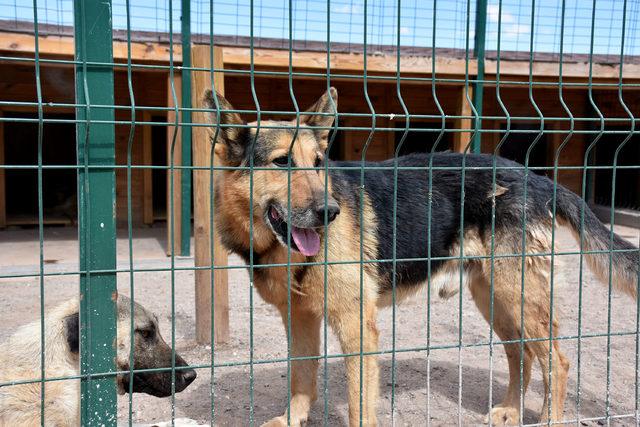 Sivas ta Sokak Hayvanları Yaşam, Rehabilite Merkezi ve Hayvan Oteli a&ccedil;ıldı 3