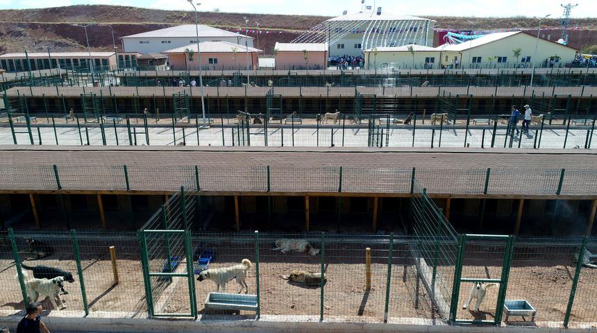 Sivas'ta Sokak Hayvanları Yaşam, Rehabilite Merkezi ve Hayvan Oteli a&ccedil;ıldı
