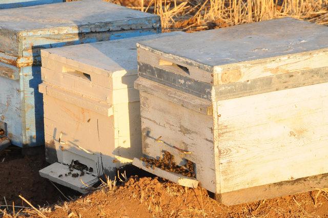 Akçakale'de toplu arı ölümleri üreticileri endişelendirdi