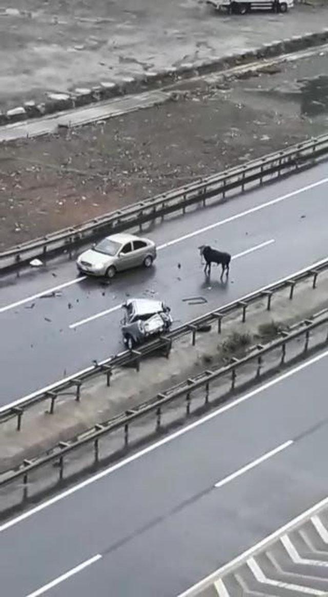 Yola çıkan kurbanlık boğa kazaya neden oldu: 5 yaralı