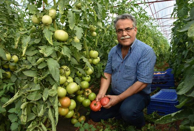 Kumlucalı firma, raf ömrü uzun pembe domates üretti