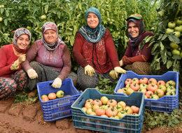 Kumlucalı firma, raf ömrü uzun pembe domates üretti