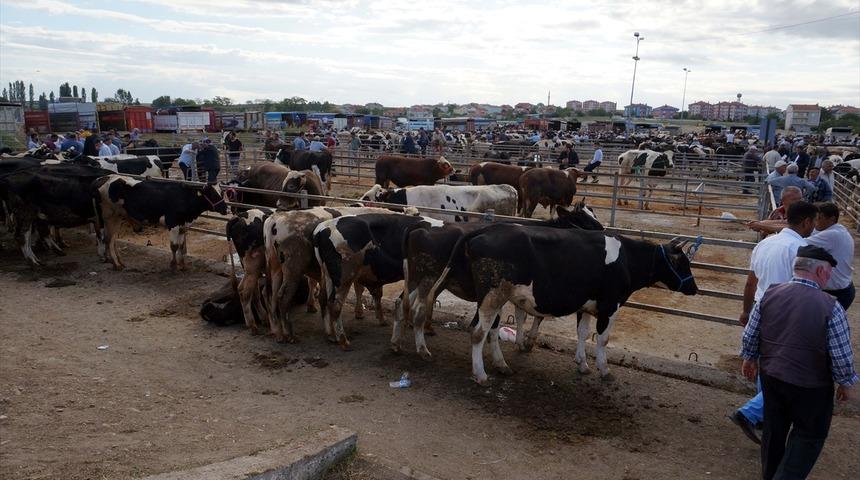Trakya'nın en b&uuml;y&uuml;k hayvan pazarı cuma g&uuml;nleri kurulacak