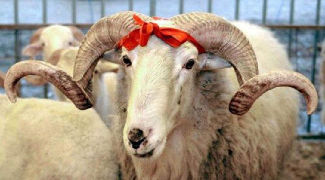 Kurban etini sakın b&ouml;yle saklamayın!