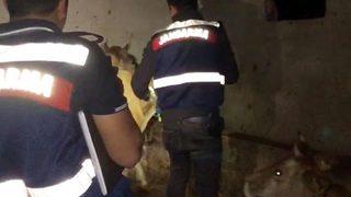 Ordu'yu ayağa kaldıran olay! Seri katil şüphesi