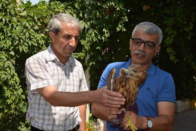 Yaralı kızıl şahine tedavi