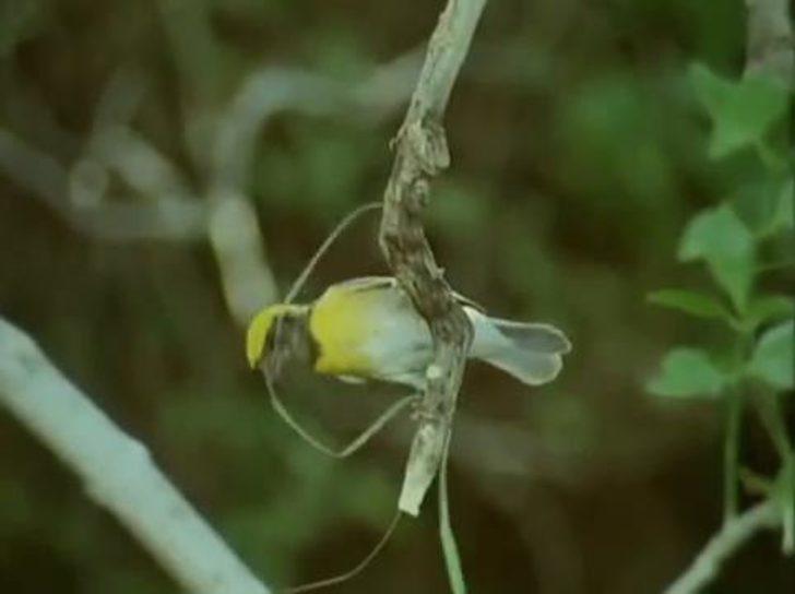 Kuş yuvasını böyle yapıyor  G1