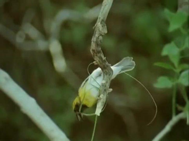 Kuş yuvasını böyle yapıyor  G2
