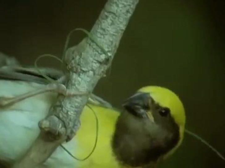 Kuş yuvasını böyle yapıyor  G3