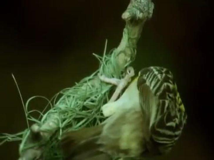 Kuş yuvasını böyle yapıyor  G5