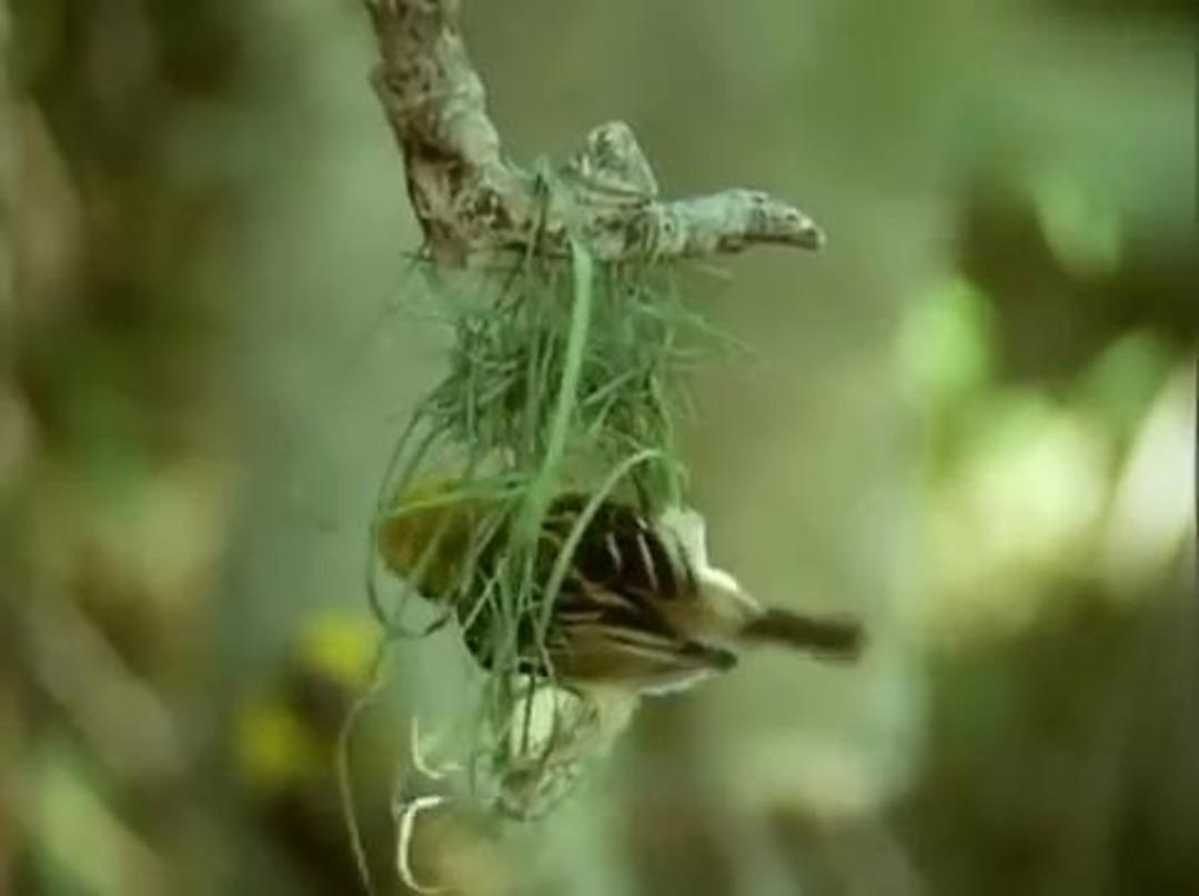 Kuş yuvasını b&ouml;yle yapıyor 