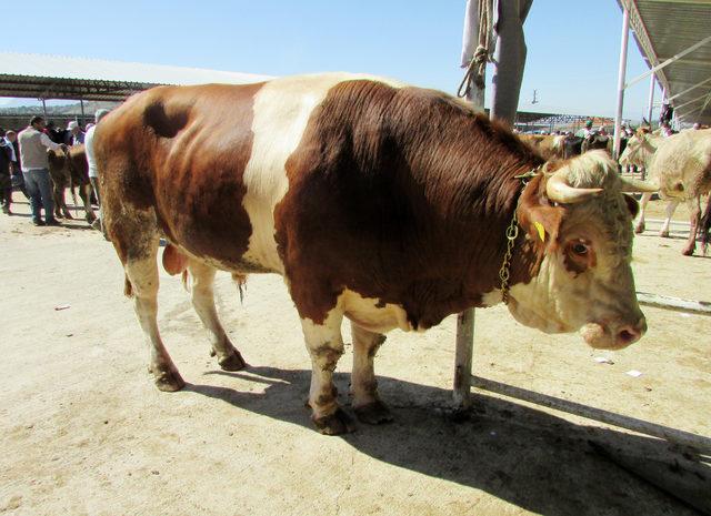 1 tonluk 'Gladyatör' adlı kurbanlık, 15 bin liraya satıldı