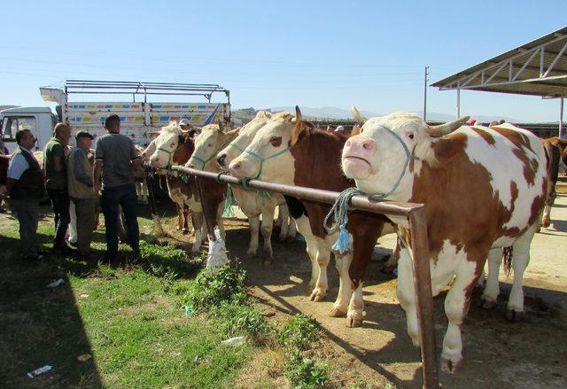 1 tonluk 'Gladyatör' adlı kurbanlık, 15 bin liraya satıldı