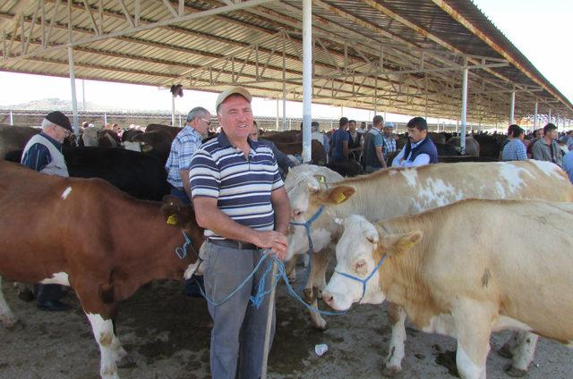 1 tonluk 'Gladyatör' adlı kurbanlık, 15 bin liraya satıldı