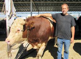 1 tonluk 'Gladyatör' adlı kurbanlık, 15 bin liraya satıldı