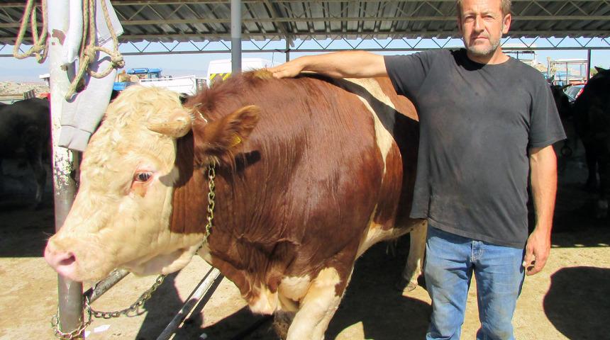 1 tonluk 'Gladyatör' adlı kurbanlık, 15 bin liraya satıldı