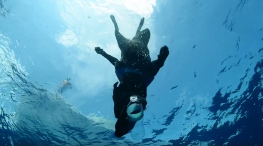 D&uuml;nyayı kurtaran k&ouml;pekle tanışın: Lila