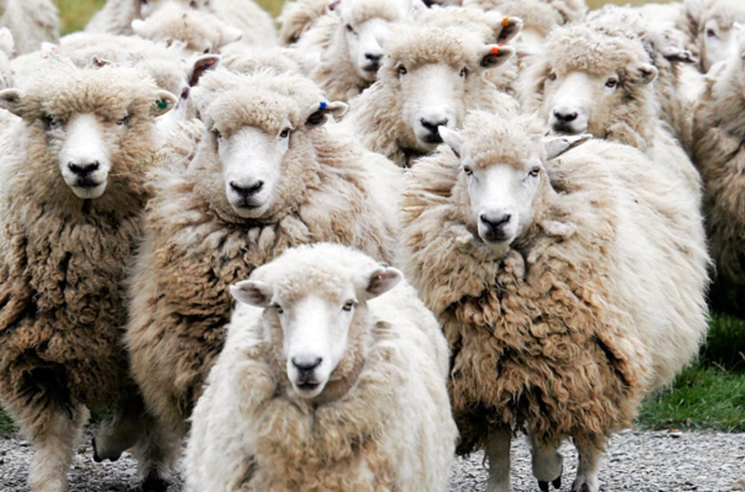 İyi kurbanlık se&ccedil;imi nasıl olur?