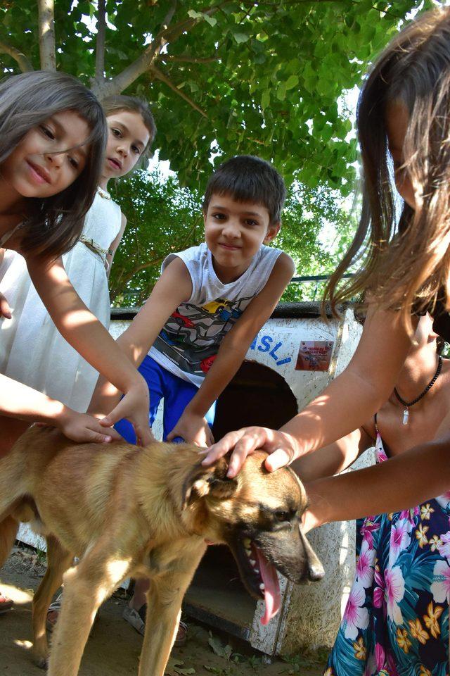 Bu ilçede sokak köpeklerini okullar sahipleniyor