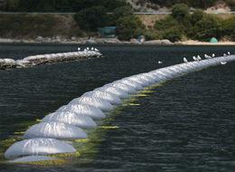 Midye tarlasında hasat sürüyor