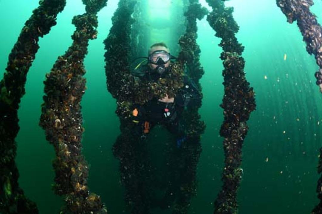 Midye tarlasında hasat s&uuml;r&uuml;yor 