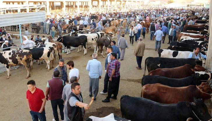 Şanlıurfa'da kurbanlıkları böyle taşıdılar G1