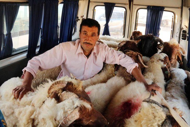 Şanlıurfa'da kurbanlıkları böyle taşıdılar G2