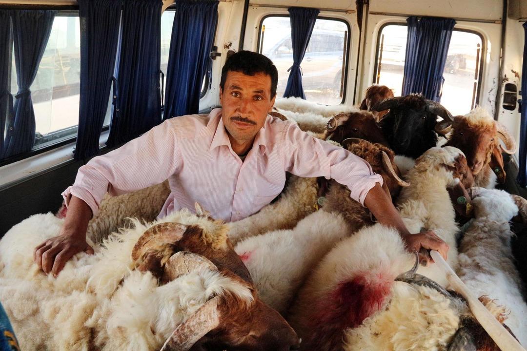 Şanlıurfa'da kurbanlıkları b&ouml;yle taşıdılar