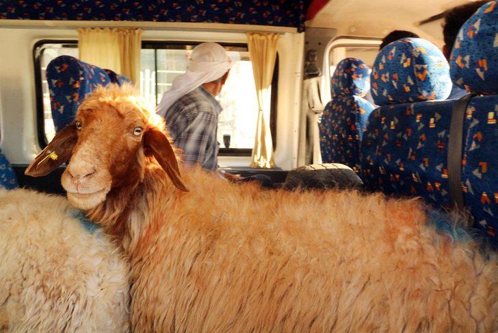 Şanlıurfa'da kurbanlıkları böyle taşıdılar G4