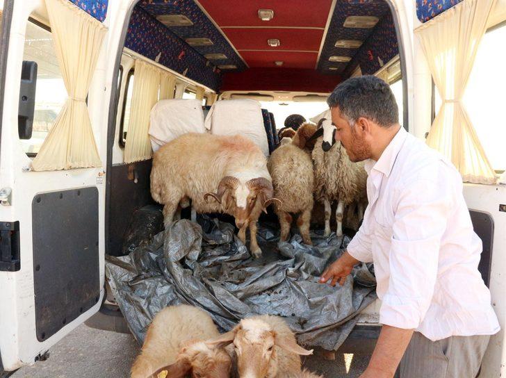 Şanlıurfa'da kurbanlıkları böyle taşıdılar G5