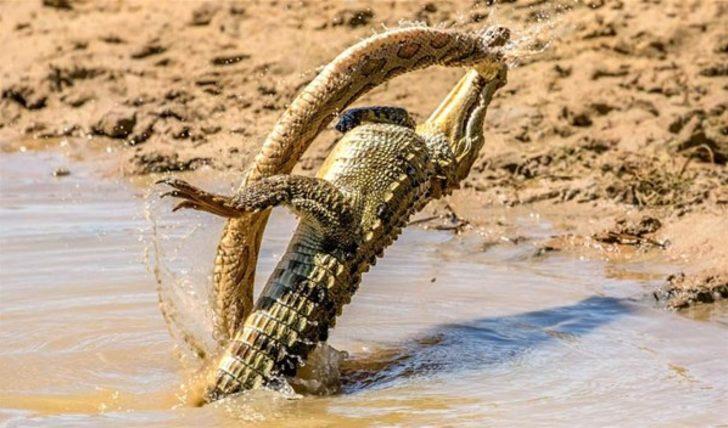 Her şey bir anda oldu! Vahşi doğanın en acımasız anı G3