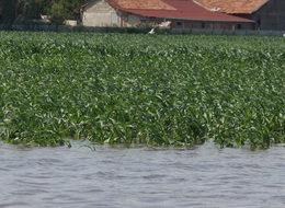 Bafra Ovası'nda tarım arazileri su altında
