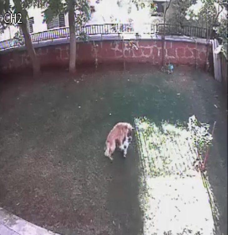 Kedi, yavrusunu korumak için köpeğe saldırdı Son Dakika Haberler