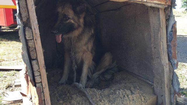 Silivri'de yanan barakadaki hayvanlar kurtarıldı