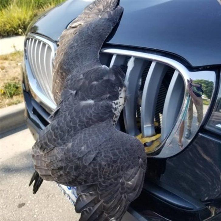 Bu hayvanları görenler şok oluyor G2