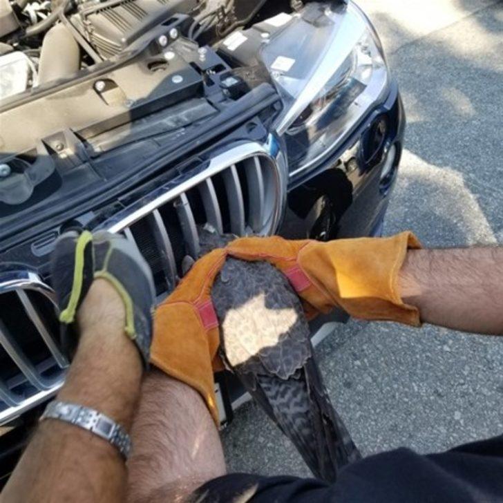 Bu hayvanları görenler şok oluyor G3